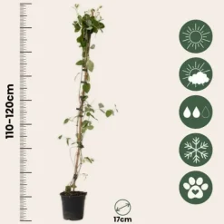 Sale Kaprifol - Lonicera x Heckrotti 'American Beauty' - Höjd 110-120cm - ⌀17cm Krukväxter Inomhus