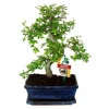Best Kinesisk Bonsai - Ulmus parviflora - ca. 8 år Träd