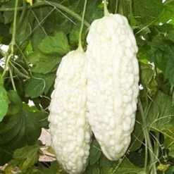 Discount Kinesiska bittermelon vita pärlfrön för hemträdgård 10+ st Fröer & Lökar