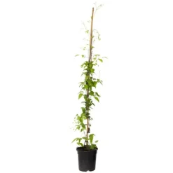 Discount Klematis - Clematis 'Hagley Hybrid' - Höjd 100-120cm - ⌀17cm Trädgårdsväxter