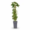 Outlet Klätterhortensia 65 cm i Ø15 cm kruka (3-pack) Trädgårdsväxter