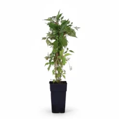 Clearance Klätterväxt Engelmannii - Murgröna, Kruka Ø15 cm Trädgårdsväxter