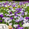 Krokuslökor - Set om 30 - Crocus 'Large Flowering Mix' - Blomlökar - Flerfärgad