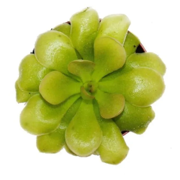 Köttätande växt - Pinguicula "Weser" - kruka 9 cm