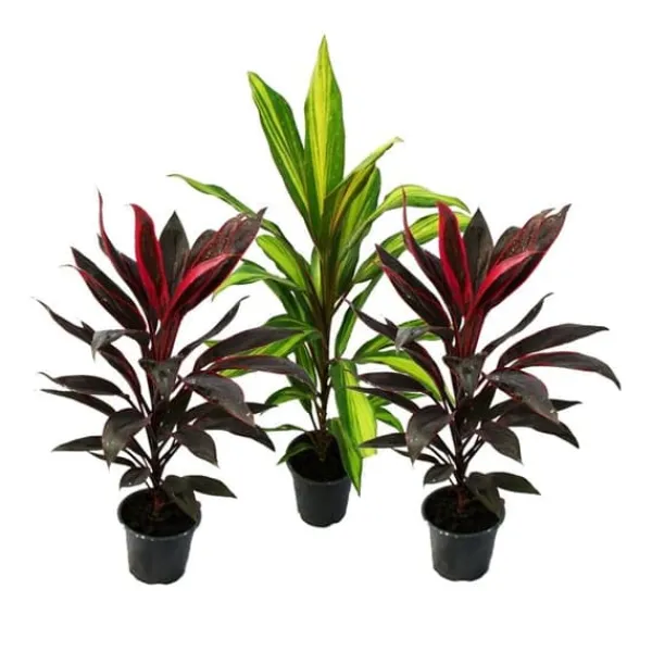 Best Lot om 3 Cordyline fruticosa, lys klubb 12cm potte Krukväxter Inomhus