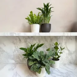 Best Luftrenande mix - Set om 5 - Krukväxter - Höjd 25-40cm - ⌀12cm Krukväxter Inomhus