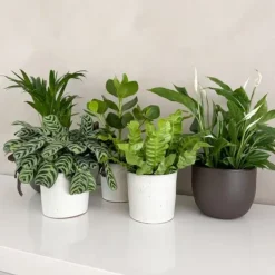 Discount Luftrenande mix - Set om 5 - Krukväxter - Höjd 25-40cm - ⌀12cm Krukväxter Inomhus