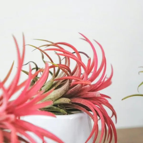 Luftväxt - Set om 5 - Tillandsia - Höjd 5-15cm - ⌀5cm