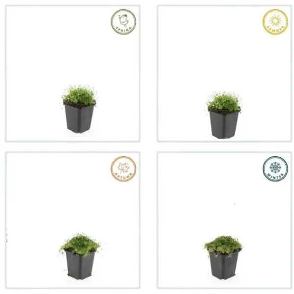 Marktäcka - Sten - Stjärnmoss - Sagina subulata - 9 cm kruka - Set av 20 växter