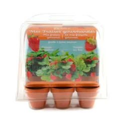 Sale Mini växthus 6 krukor - Jordgubbar att odla Kit För Växt- & Örtplantering