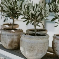 Discount Olivträd - Olea europaea - Höjd 30-40cm - ⌀21cm Träd