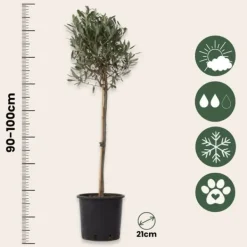 Outlet Olivträd - Set om 2 - Olea europaea - Höjd 90-100cm - ⌀21cm Träd