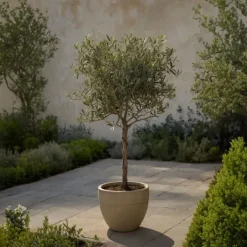 Outlet Olivträd - Set om 2 - Olea europaea - Höjd 90-100cm - ⌀21cm Träd