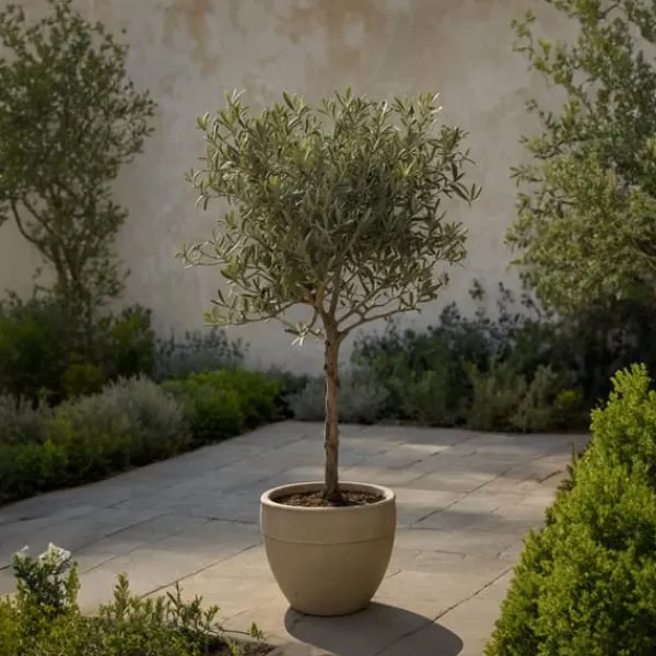 Outlet Olivträd - Set om 2 - Olea europaea - Höjd 90-100cm - ⌀21cm Träd