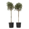 Sale Olivträd - Set om 2 - Olea europaea - Höjd 90-100cm - ⌀21cm Träd