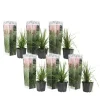 Pampasgräs - Set om 6 - Cortaderia selloana - Höjd 25-40cm - ⌀9cm