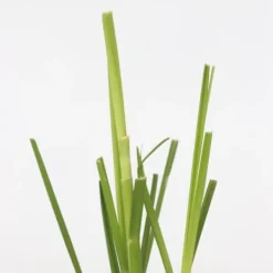 Clearance Pampasgräs - Set om 6 - Cortaderia selloana - Höjd 25-40cm - ⌀9cm Trädgårdsväxter