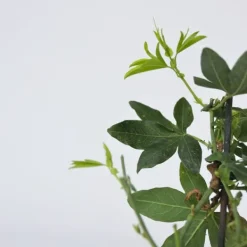 Online Passionsblomma - Set om 6 - Passiflora edulis 'Frederick' - Höjd 25-40cm - ⌀9cm Trädgårdsväxter