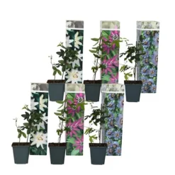 Outlet Passionsblomma - Set om 6 - Passiflora hybridum - Höjd 25-40cm - ⌀9cm Blommor