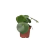 Hot Peperomias - Peperomia Polybotrya - Höjd 20-30cm - Pot 12cm Krukväxter Inomhus