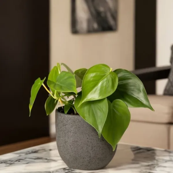 Hot Peperomias - Peperomia Polybotrya - Höjd 20-30cm - Pot 12cm Krukväxter Inomhus