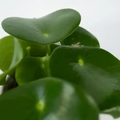 Hot Peperomias - Peperomia Polybotrya - Höjd 20-30cm - Pot 12cm Krukväxter Inomhus