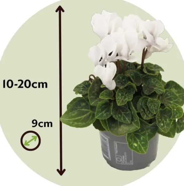 Hot Persiskt cyklamen - Set om 6 - Cyclamen persicum 'White' - Höjd 10-20cm - ⌀9cm Krukväxter Inomhus