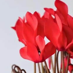 Discount Persiskt cyklamen - Set om 6 - Cyclamen persicum - Höjd 10-20cm - ⌀9cm Krukväxter Inomhus