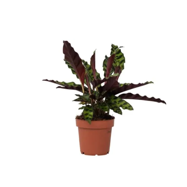 Online Påfågelväxt - Kalatea - Goeppertia insignis - Höjd 30-40cm - ⌀12cm Krukväxter Inomhus