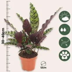Clearance Påfågelväxt - Kalatea - Set om 2 - Goeppertia insignis - Höjd 30-40cm - ⌀12cm Krukväxter Inomhus