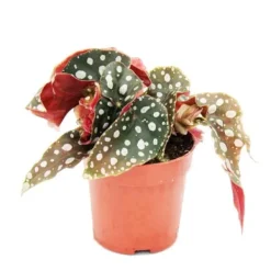 Polka-Dot Begonia - Mini - Öring Begonia - Begonia maculata wightii - 7cm
