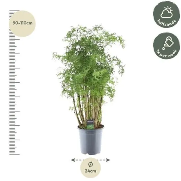 Discount Polyscias hawaiiana "Ming" - Flikbladig buske - persilja - höjd ca 100 cm Krukväxter Inomhus