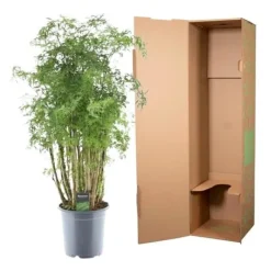 Discount Polyscias hawaiiana
