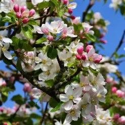 Äppelträd - Malus - Höjd 60-70cm - ⌀17cm