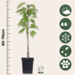 Clearance Äppelträd - Set om 3 - Malus - Höjd 60-70cm - ⌀9cm Träd