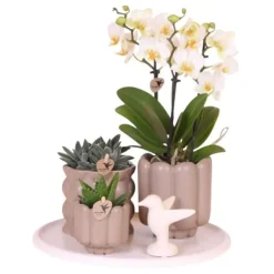 Hot Presentset orkidé 'White Tray XL' - Phalaenopsis - Höjd 35cm Krukväxter Inomhus