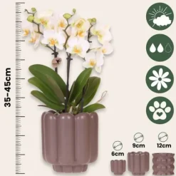 Hot Presentset orkidé 'White Tray XL' - Phalaenopsis - Höjd 35cm Krukväxter Inomhus