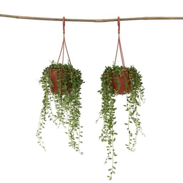 Outlet Pärlsnöre - Set om 2 - Senecio rowleyanus - Höjd 10-20cm - ⌀12cm Krukväxter Inomhus