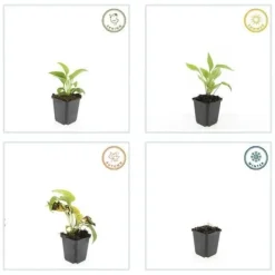 Prydnadsbuske - Echinacea purpurea 'White Swan' - 9 cm kruka - Set med 40 växter