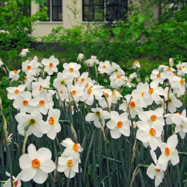 New Påsklilja - Set om 30 - Narcissus 'Recurvus' - Blomlökar - Vit Fröer & Lökar