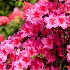 New Rhodondendron buske - Set om 6 - Rhododendron catawbiense - Höjd 25-40cm - ⌀9cm Buskar