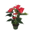 Rosenkalla - Anthurium 'Royal Champion' - Höjd 35-45cm - ø12cm