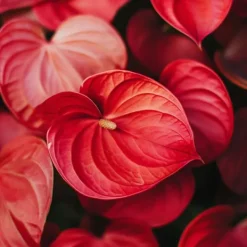 Rosenkalla - Anthurium 'Royal Champion' - Höjd 35-45cm - ø12cm