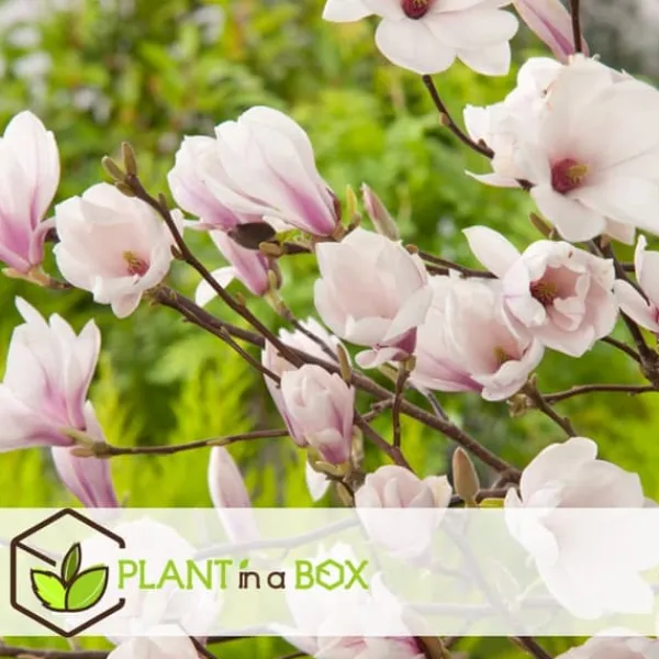 Hot Rosenmagnolia - Set om 3 - Magnolia 'Soulangea' - Höjd 25-40cm - ⌀9cm Trädgårdsväxter