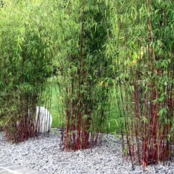 New Rufa-bambu - Set om 18 - Fargesia scabrida 'Asian Wonder' - Höjd 25-40cm - ⌀13cm Buskar