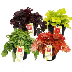 Outlet Rustik marktäckare - Heuchera mix - Indiska sommaren - 8 stora plantor - lila klockor Trädgårdsväxter