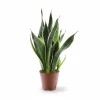 Discount Sansevieria Futura Superba - Robust Inomhusväxt Ø14 cm, Höjd ca 45 cm Krukväxter Inomhus
