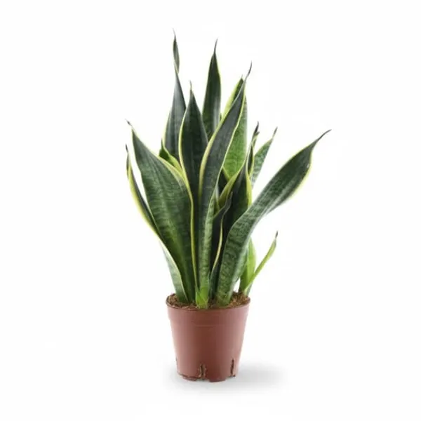 Discount Sansevieria Futura Superba - Robust Inomhusväxt Ø14 cm, Höjd ca 45 cm Krukväxter Inomhus