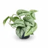 Clearance Scindapsus Pictus Trebie - Krukväxt Ø15 cm, Höjd ca 25 cm, Kruka Ø12 cm Krukväxter Inomhus