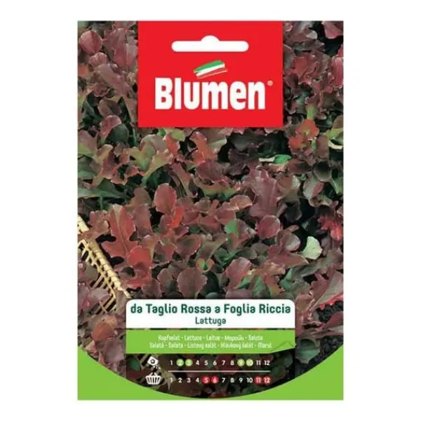 Online SEMI LATTUGA TAGLIO ROSSA RICCIA BLUMEN Fröer & Lökar